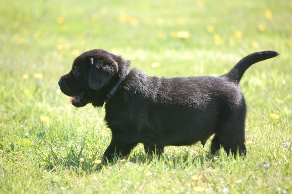 Des Triangles Du Bout Du Monde - Chiots disponibles - Labrador Retriever
