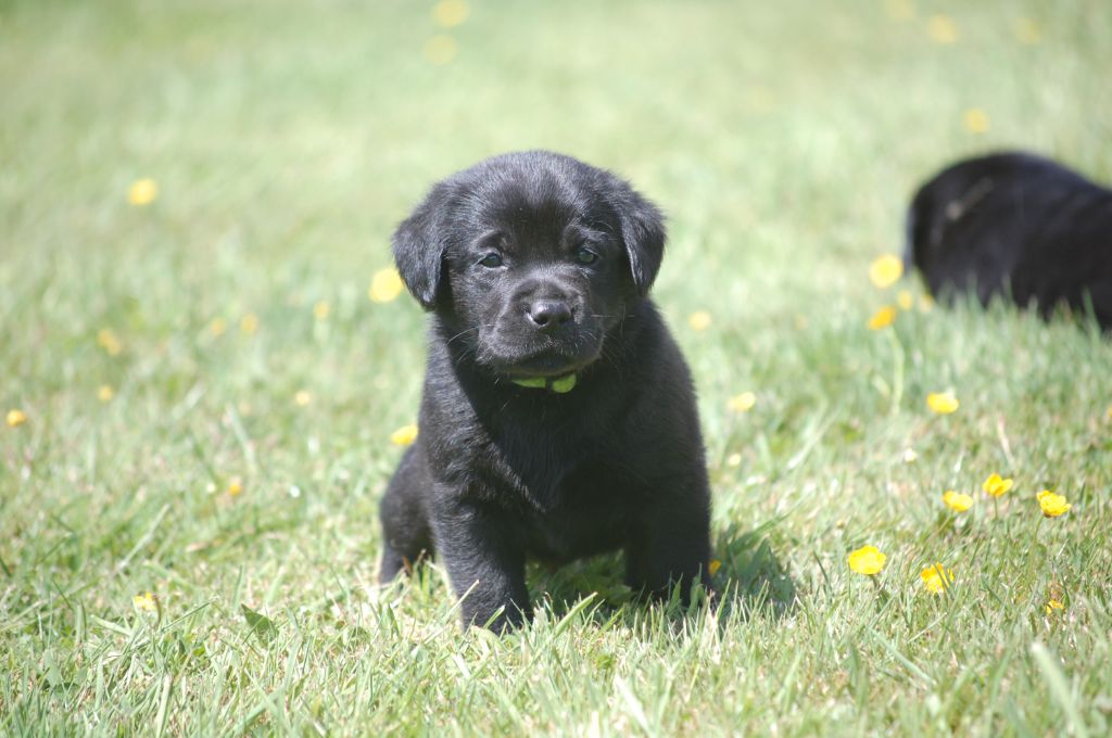 Des Triangles Du Bout Du Monde - Chiots disponibles - Labrador Retriever
