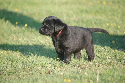 Chiot collier rouge