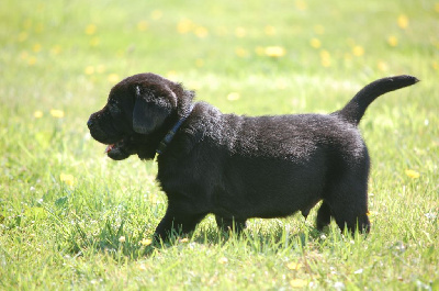Chiot collier bleu