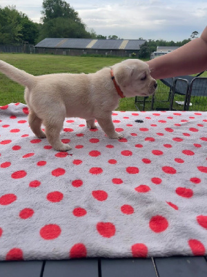 CHIOT 6