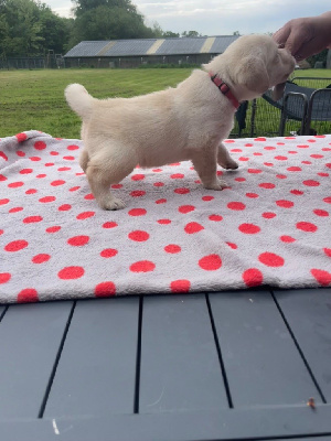 CHIOT 1