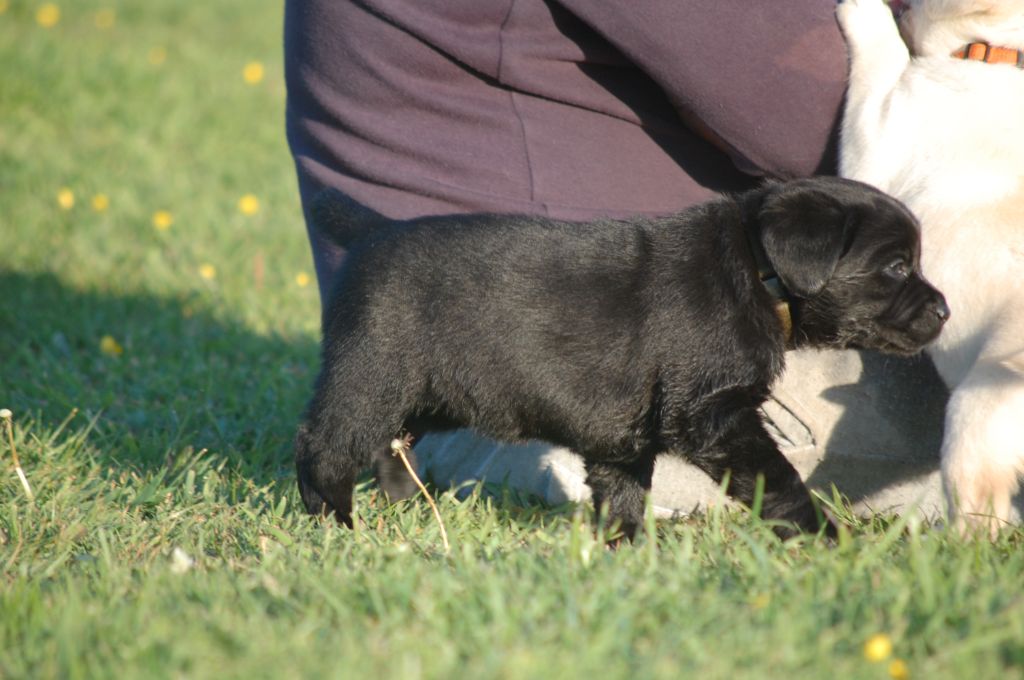 Des Triangles Du Bout Du Monde - Chiots disponibles - Labrador Retriever